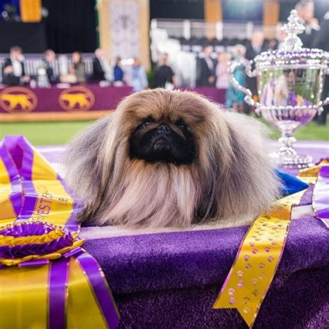 Wasabi The Pekingese Wins Best In Show At Westminster Dog Show