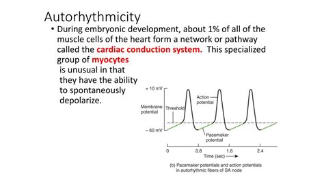 PPT - Coronary Vessels PowerPoint Presentation, free download - ID:5432588