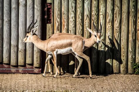 Dorcas Gazelle - Facts, Diet, Habitat & Pictures on Animalia.bio