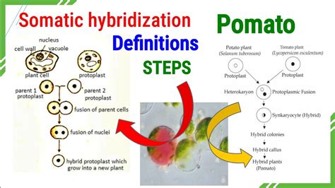 Somatic hybridization/Steps/process of fusion of protoplast of somatic ...