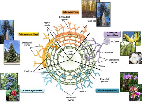 Fungi Fertilize the Future | Crop and Soil Sciences | NC State University