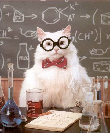 Science Cat Physics Blank Template - Imgflip