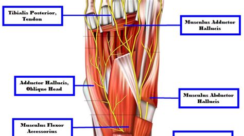 Intrinsic And Extrinsic Muscles Of The Hand