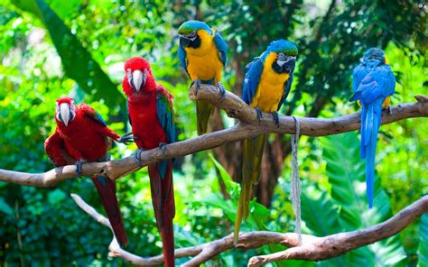 Parrots on a Branch in Rainforest - Image Abyss