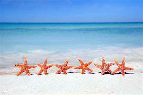 Starfish on Beach, Ocean Starfish On Beach, #26296