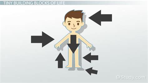 Somatic Cells | Definition, Types & Examples - Lesson | Study.com