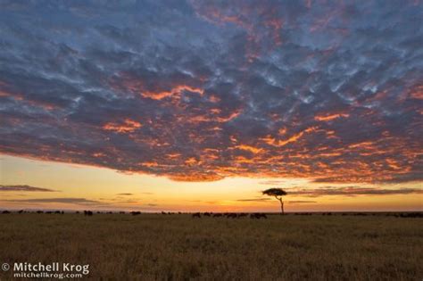 Landscape Photo / Sunrise over Maasai Mara, Kenya