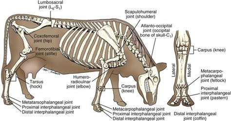 Beef Cattle Anatomy