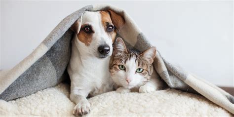 5 Amazing Cats and Dogs Friendships