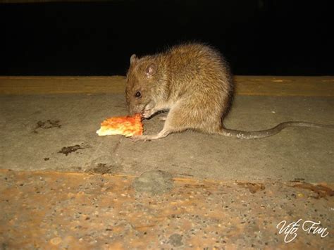 Rat Eating Pizza | Vito Fun | Flickr