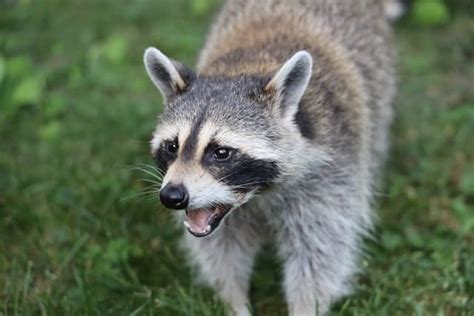 The Raccoon’s Teeth, Bite, and Jaw - Floofmania