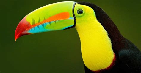 10 Incredible Toucan Facts - IMP WORLD