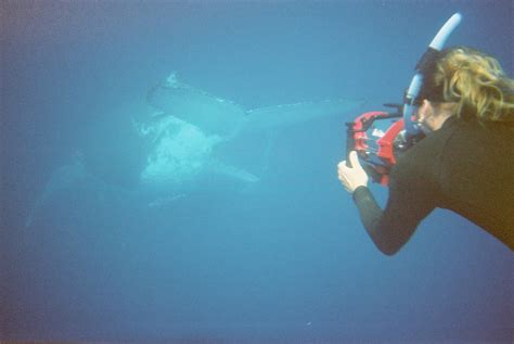 Olive Dragonfly: Whale Watching in Tonga