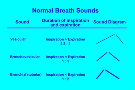 PA Exam 2 - Add on cards, + Thorax, Cardiovascular (+Peds), Peripheral ...