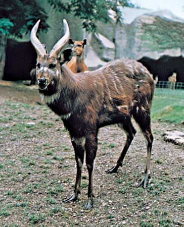 Sitatunga | African Wetland Mammal | Britannica