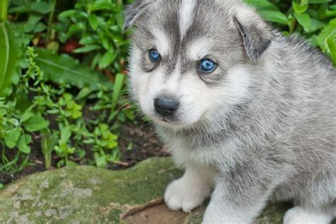 Huskimo - 12 Things You Should Know About This Dog Breed