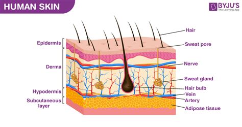 40+ Diagram Of Skin Labeled - DenniAcoidan