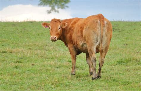 Brown jersey cow stock image. Image of farming, countryside - 14341505