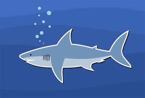 Shark Design Fish · Free vector graphic on Pixabay