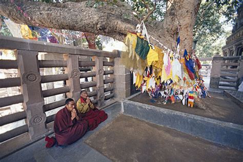 Bodhi Tree, Bodh Gaya