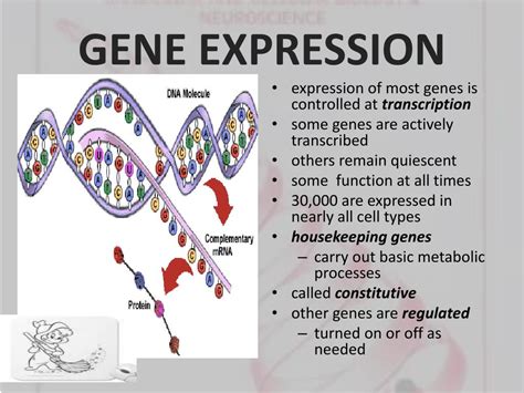 PPT - REGULATION of GENE EXPRESSION PowerPoint Presentation, free ...