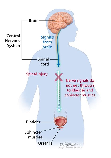 can cervical cancer cause bladder problems Updated