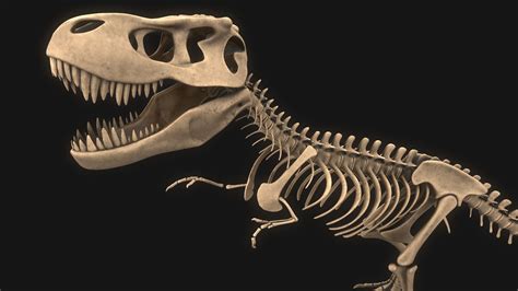 T-rex Skeleton 3D model | CGTrader