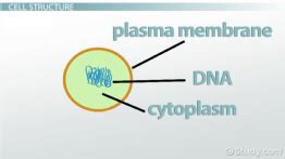 Tropomyosin: Definition, Structure & Function - Video & Lesson ...