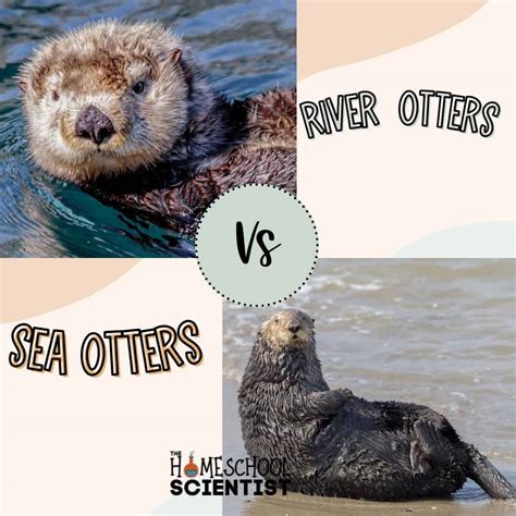 River Otters vs Sea Otters - The Homeschool Scientist