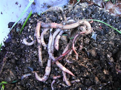 How to tell the difference between an Earthworm and a composting Red ...