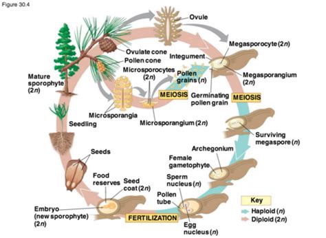 Pinophyta Life Cycle