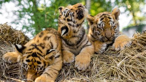 Bengal Tiger Cubs Images