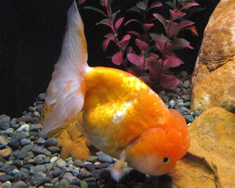 Lionhead Goldfish: Characteristics, Diet, Uses