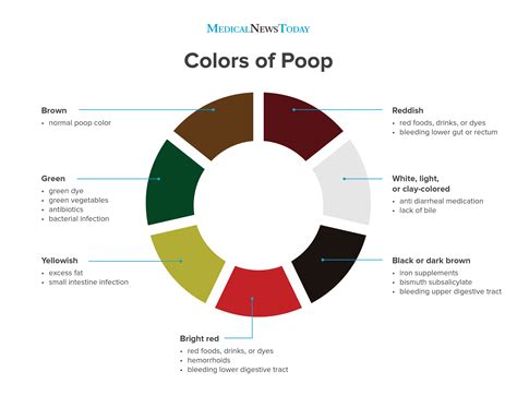 poop stool color changes color chart and meaning healthy concept stock ...