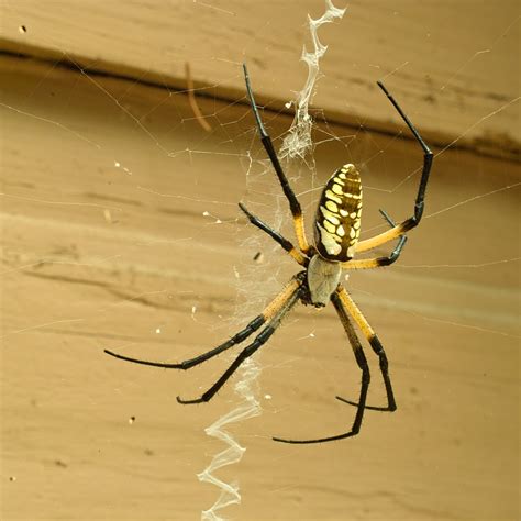 Index of /phot/manor/fauna/spider