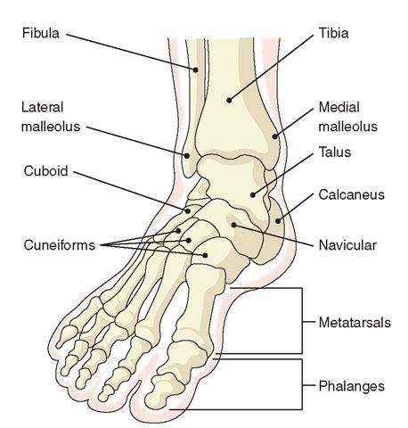 foot bones - Anatomy Info