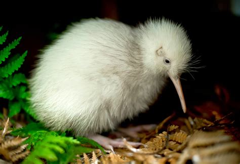 Baby White Kiwi Bird - Pets