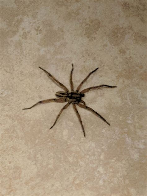 Spiders in California - Species & Pictures