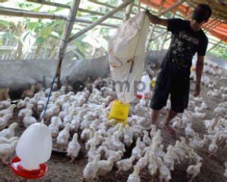 peternakan ayam pedaging di bogor jawa barat - DATATEMPO