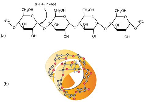 Starch Structure Diagram