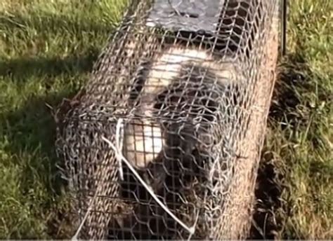 Skunk Trapping: How to Trap a Skunk