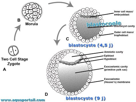 Blastocoele : définition et explications