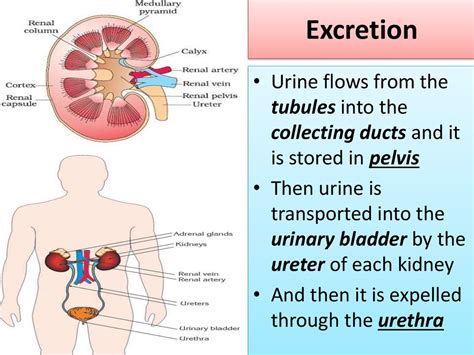 Excretion Synonym