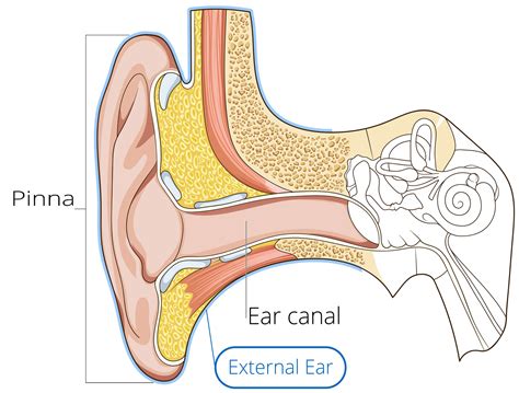 Anatomy Of Ear Canal - Anatomical Charts & Posters