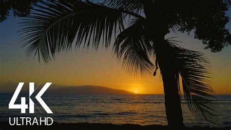 4K Tropical Beach Sunset - Beach with Palms - Soothing and Ambient ...