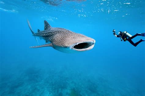 Whale Sharks Isla Holbox - Travel Yucatan