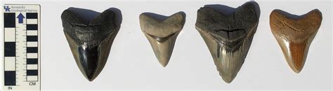 Fossil of the month: Megalodon teeth