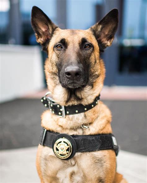 K-9 Ferrah, Belgian Malinois (4 y/o), 2017 CES, Las Vegas, NV • "She's ...