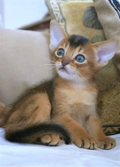 7 Abyssinian Cat Colors - Find The Right Color For You