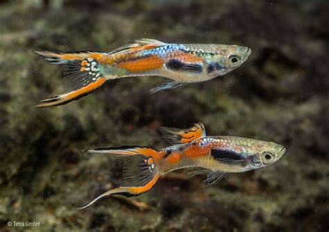 Endler guppies (Poecilia wingei) | Tetra Fishkeeper Blog